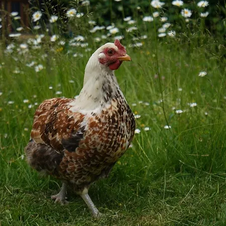 Jolie Maisonnette En Vallee De Chevreuse